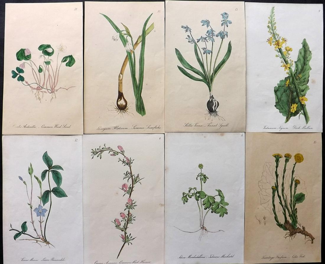 Hogg & Johnson C1870 Lot of 8 Hand Col Botanical Prints: Hand Coloured Lithographs Published 1863-1880, London for "The Wild Flowers of Great Britain" by Robert Hogg & George W. Johnson. Paper Size: 9 x 5.5 inch (23 x 14cm) Some toning present