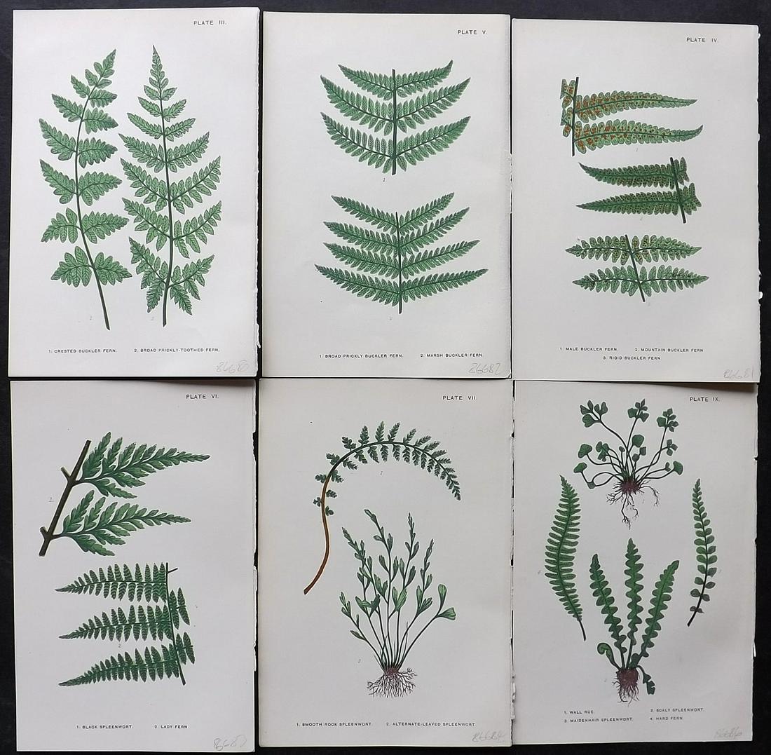 Lankester, Phoebe C1890 Lot of 6 Antique Fern Prints: Chromolithograph Published 1881-1903, London for "British Ferns..." by Mrs Phoebe Lankester. Paper Size: 7 x 5 inch (18 x 13cm) Good Condition