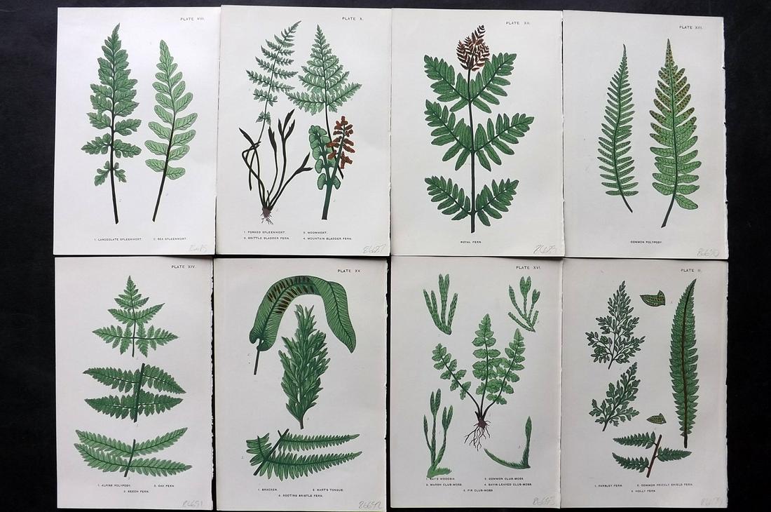Lankester, Phoebe C1890 Lot of 8 Antique Fern Prints: Chromolithograph Published 1881-1903, London for "British Ferns..." by Mrs Phoebe Lankester. Paper Size: 7 x 5 inch (18 x 13cm) Good Condition