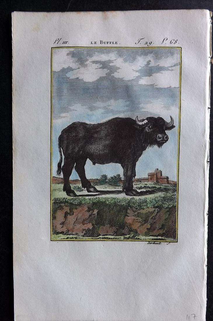 Buffon & Sonnini C1800 Hand Col Print. Buffalo: Hand Colored Copper Plate Published 1799-1808, Paris for "Histoire naturelle générale et particulière" by the Comte de Buffon and Charles Nicolas Sigisbert Sonnini. Paper Size: 7.5 x 5 inch (19 x 1