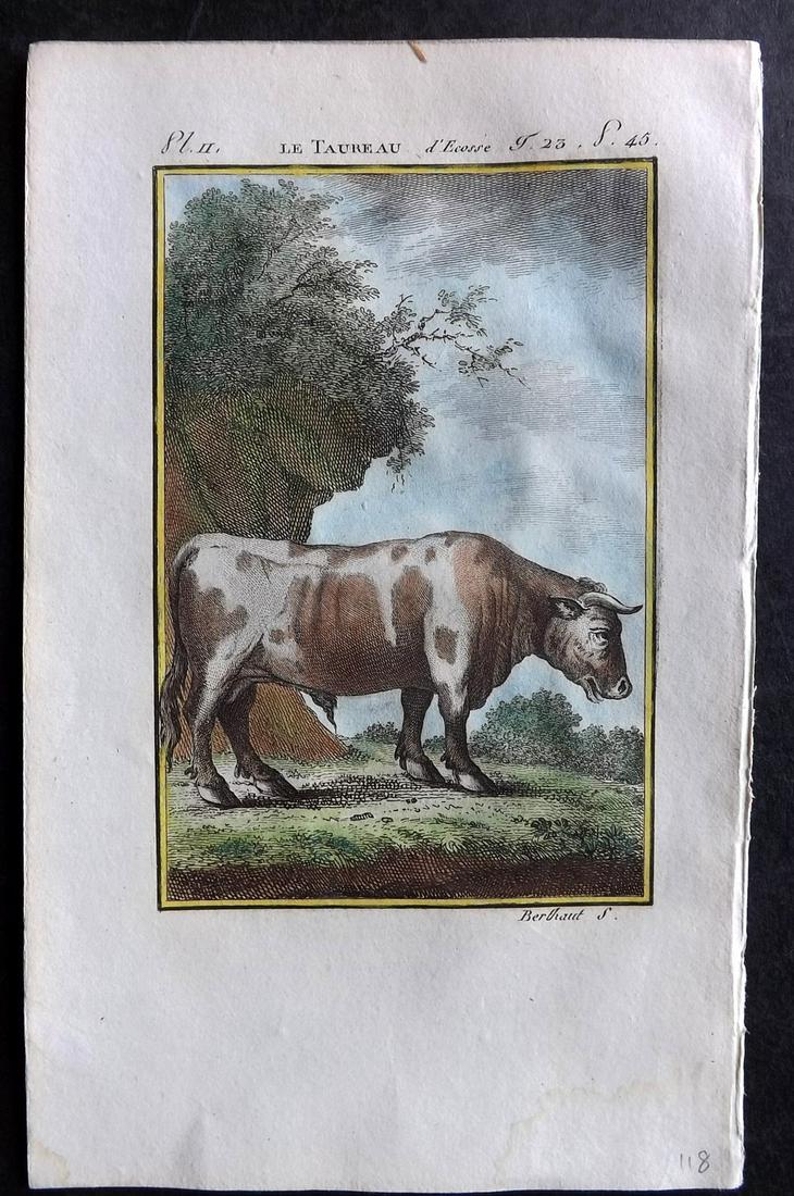 Buffon & Sonnini C1800 Hand Col Print. Bull Cattle: Hand Colored Copper Plate Published 1799-1808, Paris for "Histoire naturelle générale et particulière" by the Comte de Buffon and Charles Nicolas Sigisbert Sonnini. Paper Size: 7.5 x 5 inch (19 x 1