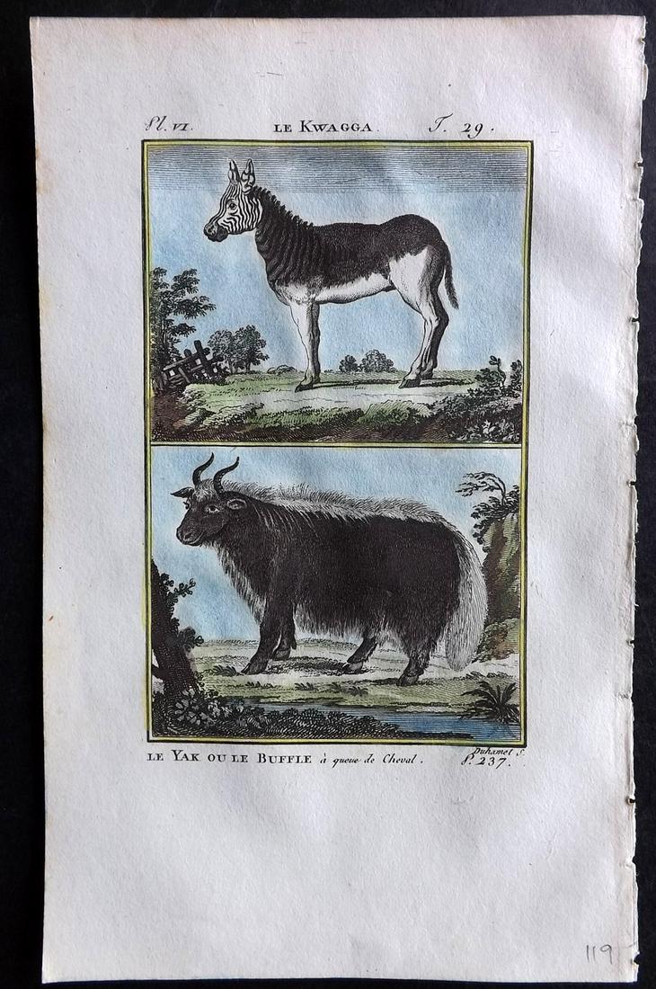 Buffon & Sonnini C1800 Hand Col Print. Extinct Quagga & Yak: Hand Colored Copper Plate Published 1799-1808, Paris for "Histoire naturelle générale et particulière" by the Comte de Buffon and Charles Nicolas Sigisbert Sonnini. Paper Size: 7.5 x 5 inch (19 x 1