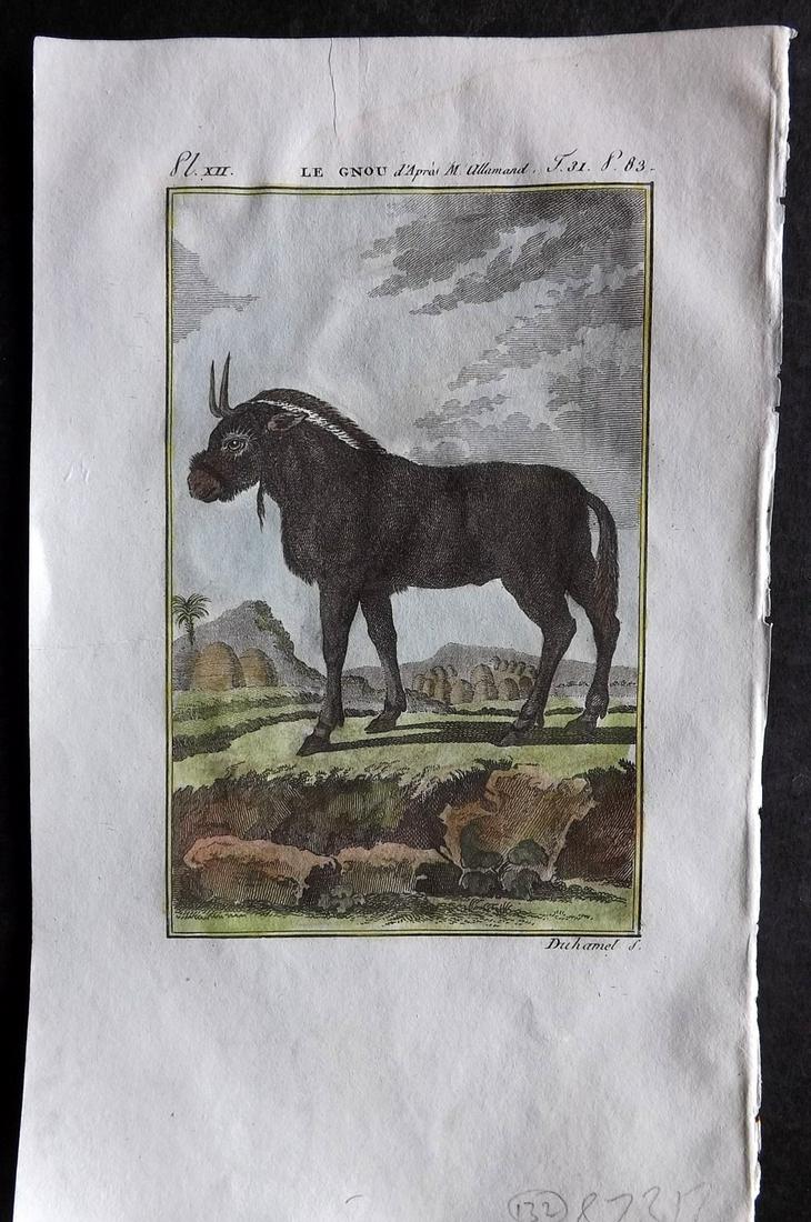 Buffon & Sonnini C1800 Hand Col Print. Gnu: Hand Colored Copper Plate Published 1799-1808, Paris for "Histoire naturelle générale et particulière" by the Comte de Buffon and Charles Nicolas Sigisbert Sonnini. Paper Size: 7.5 x 5 inch (19 x 1