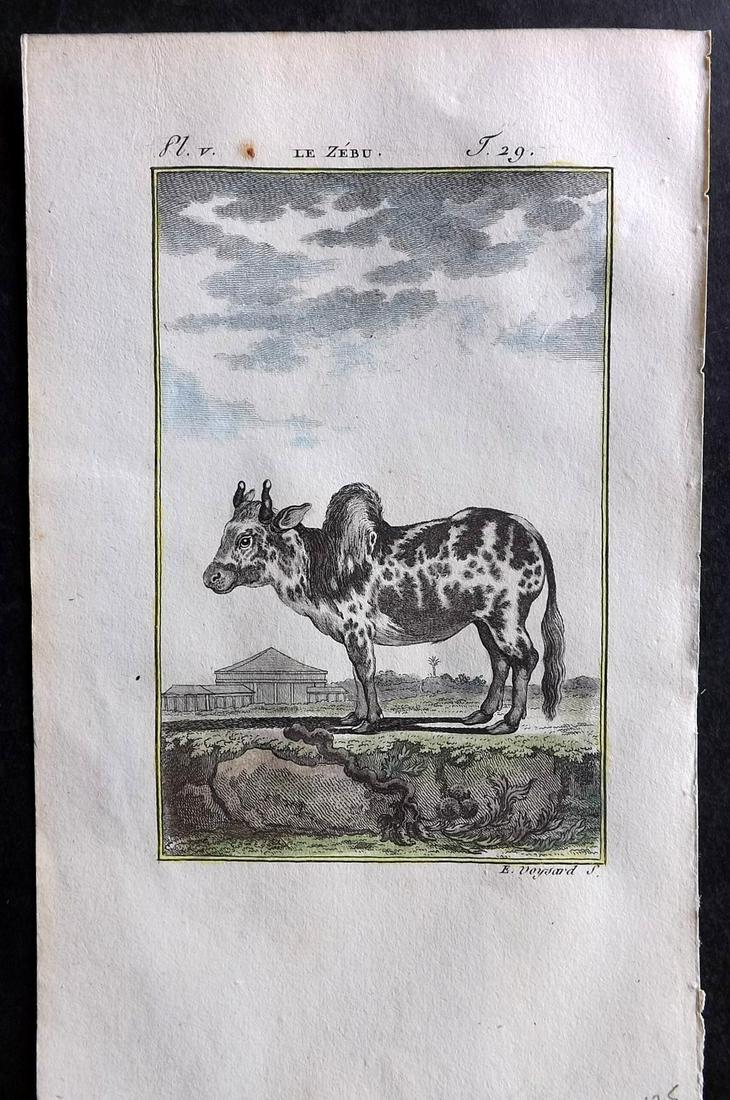 Buffon & Sonnini C1800 Hand Col Print. Tapir: Hand Colored Copper Plate Published 1799-1808, Paris for "Histoire naturelle générale et particulière" by the Comte de Buffon and Charles Nicolas Sigisbert Sonnini. Paper Size: 7.5 x 5 inch (19 x 1