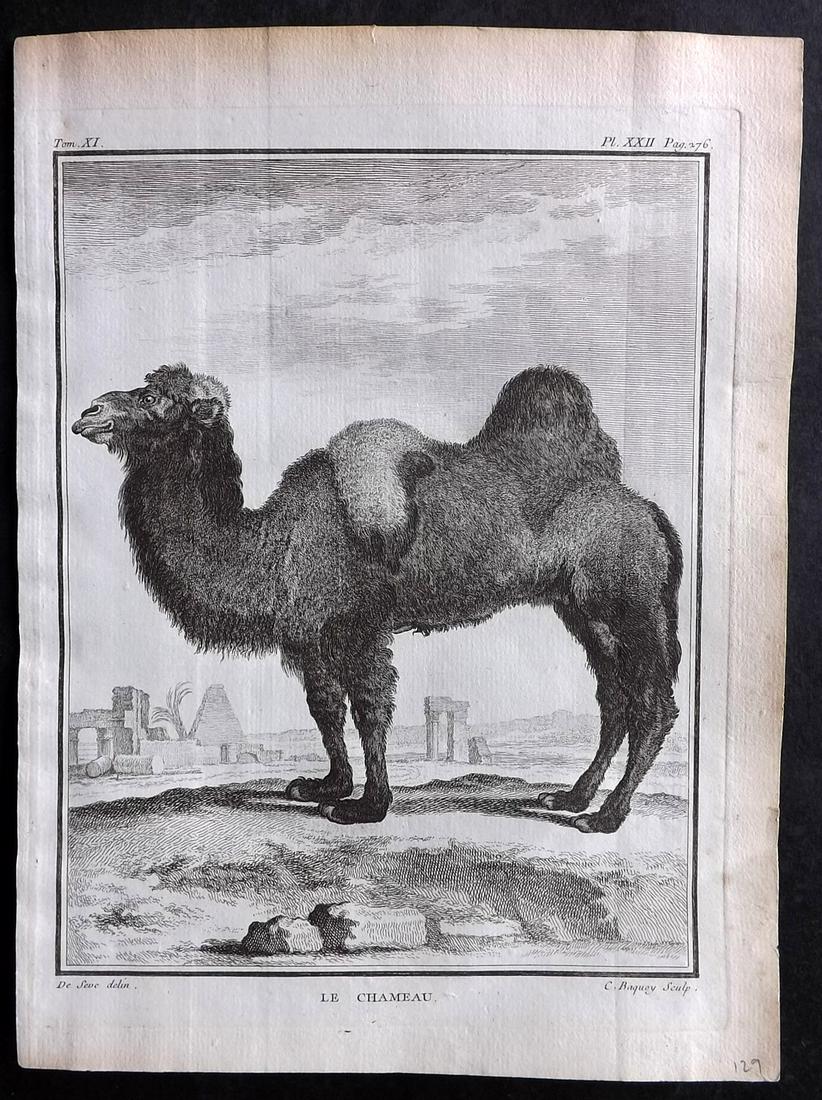 Buffon, Comte de C1760 Antique Print. Camel. 1st Ed.: Copper Plate Published 1749-89 by Imprimerie Royale, Paris for "Histoire naturelle, générale et particulière" First and 4to Edition by Georges-Louis Leclerc, Comte de Buffon. Paper Size: 10 x 7.5 i