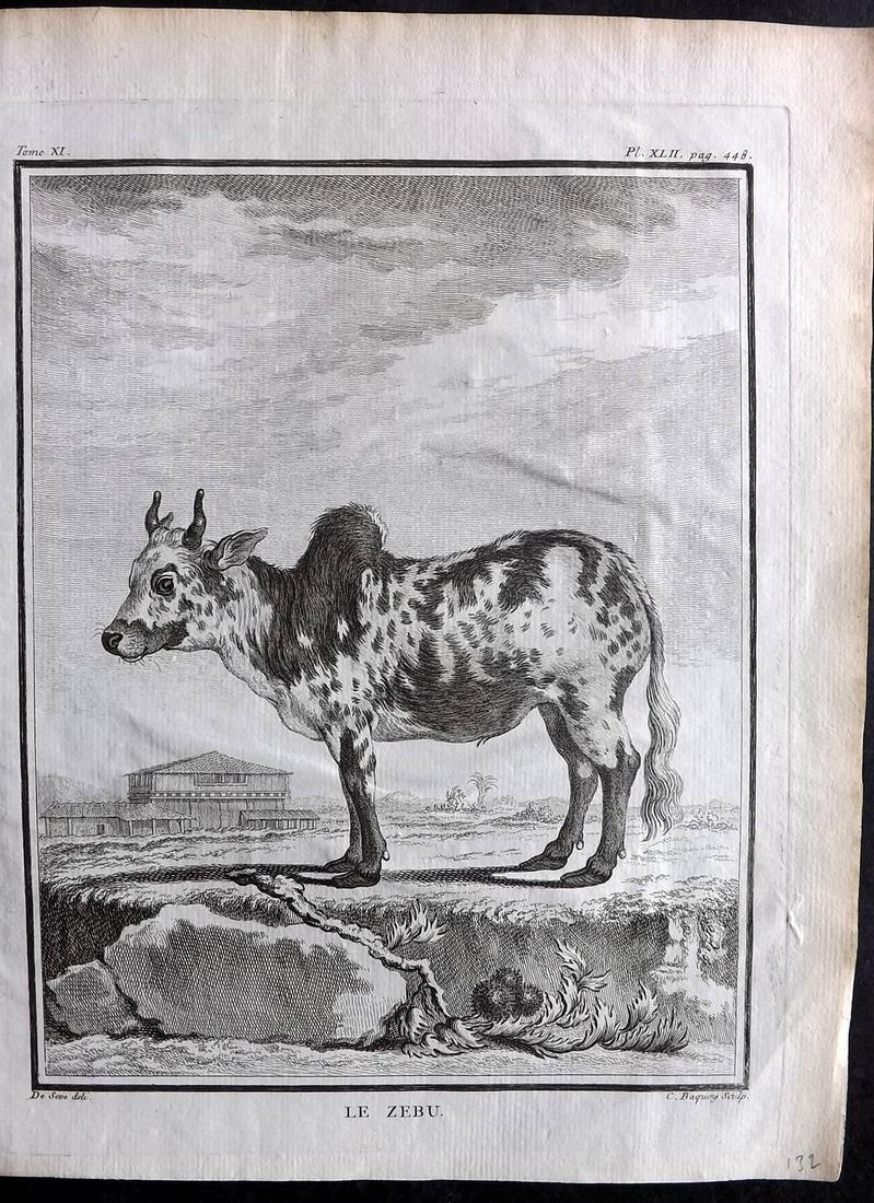 Buffon, Comte de C1760 Antique Print. Zebu. 1st Ed.: Copper Plate Published 1749-89 by Imprimerie Royale, Paris for "Histoire naturelle, générale et particulière" First and 4to Edition by Georges-Louis Leclerc, Comte de Buffon. Paper Size: 10 x 7.5 i