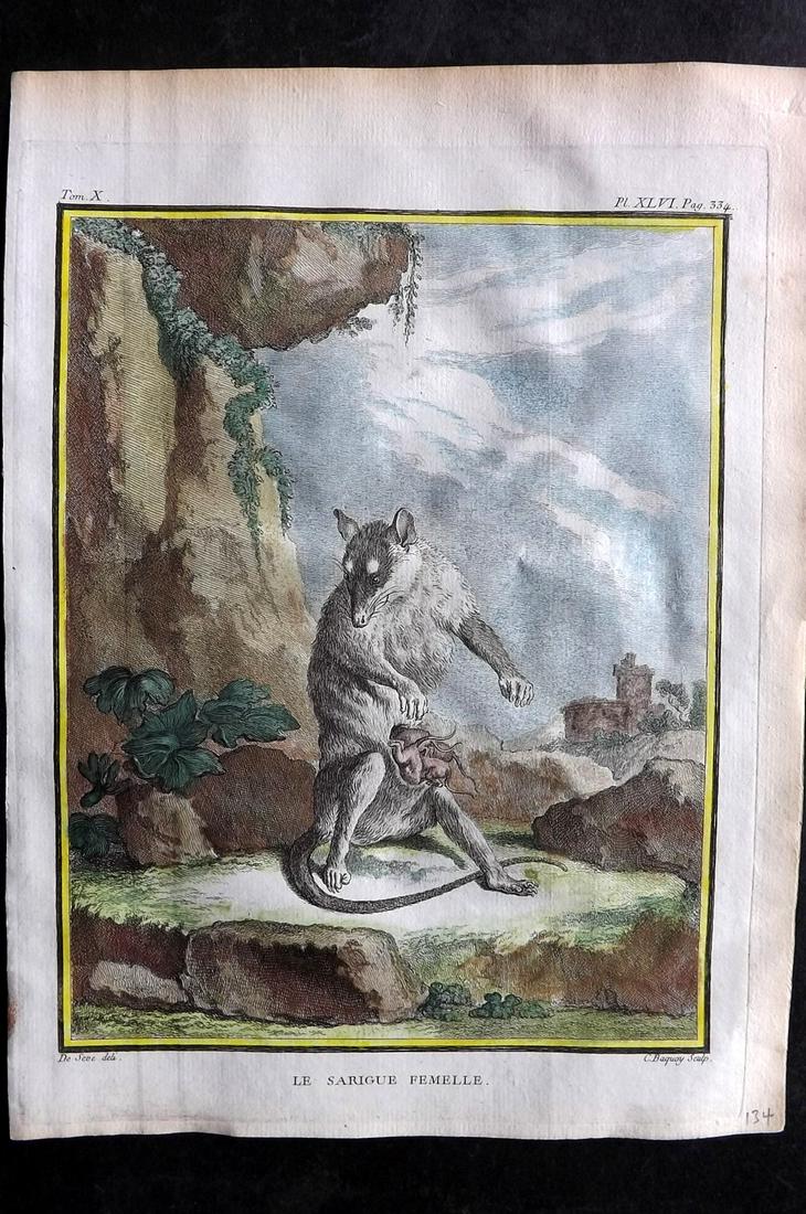 Buffon, Comte de C1760 Hand Col Print. Opossum. 1st Ed. (1 of 2)