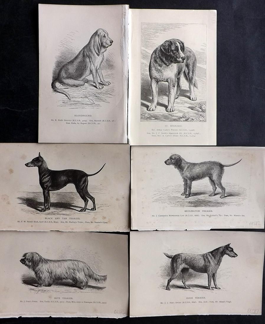 Dalziel, Hugh 1880's Lot of 6 Antique Dog Prints: Wood Engravings (Reverse side blank) Published 1880's, London for "British Dogs..." by Hugh Dalziel. Reverse side blank. Paper Size: 8 x 5 inch (21 x 13cm) Most with minor toning, otherwise Good Condi