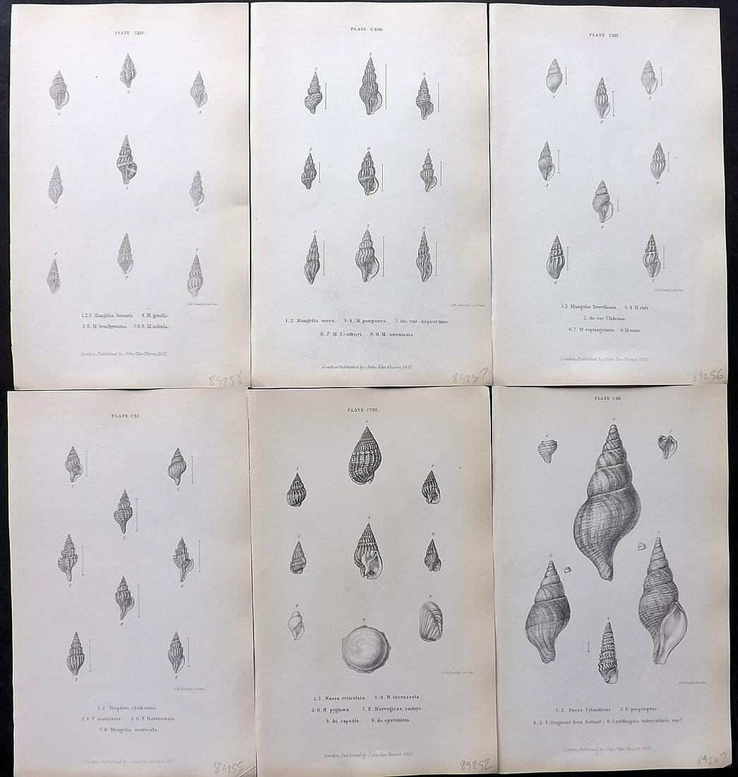 Forbes, Edward 1853 Lot of 6 Antique Shell Prints: Lithographs Published 1848-53, London for "A History of British Mollusca, and their Shells" by Edward Forbes. Paper Size: 8 x 5 inch (21 x 13cm) Good Condition