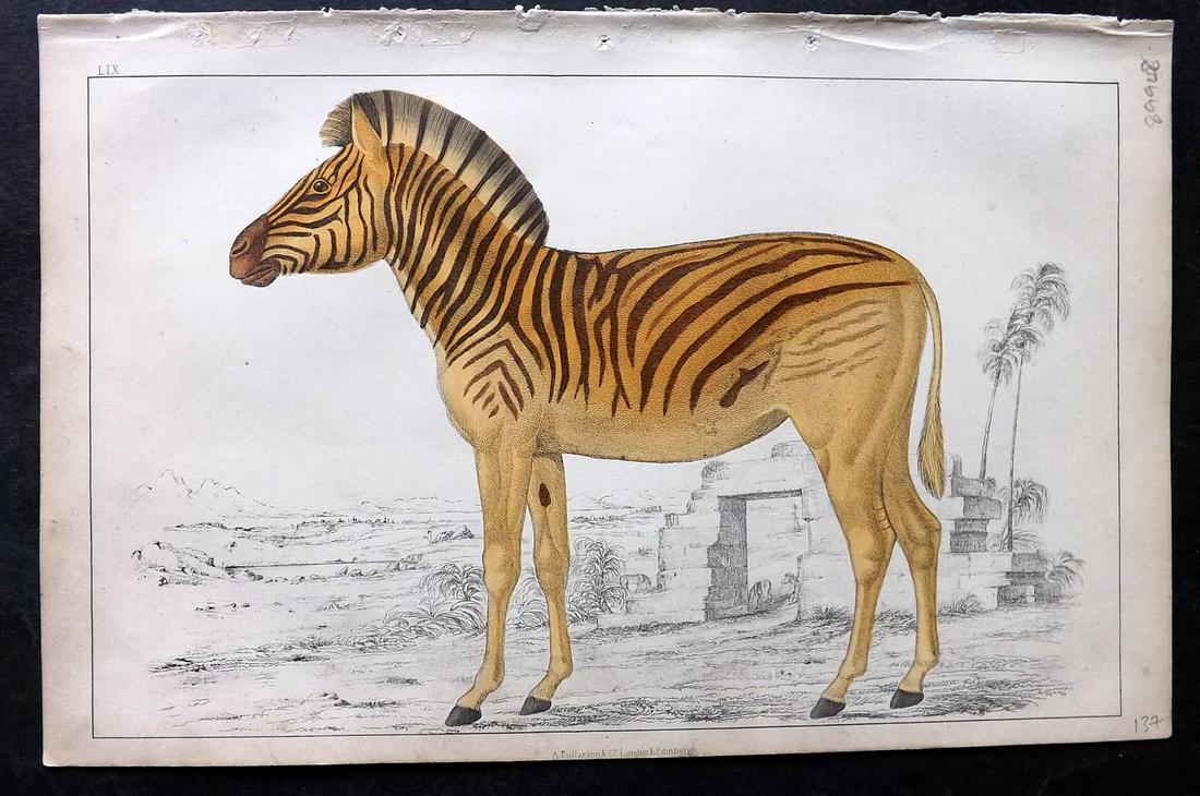 Goldsmith, Oliver C1850 Hand Col Print. Datiw Extinct Quagga (1 of 2)