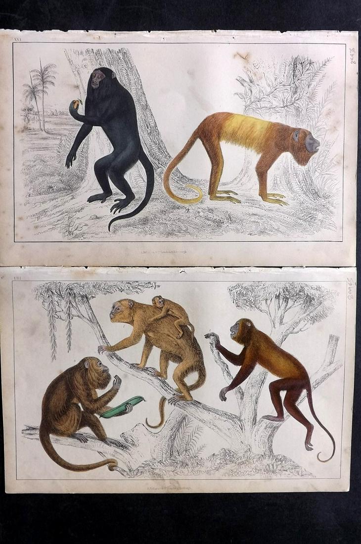 Goldsmith, Oliver C1850 Pair of Hand Col Prints. Monkeys (1 of 2)