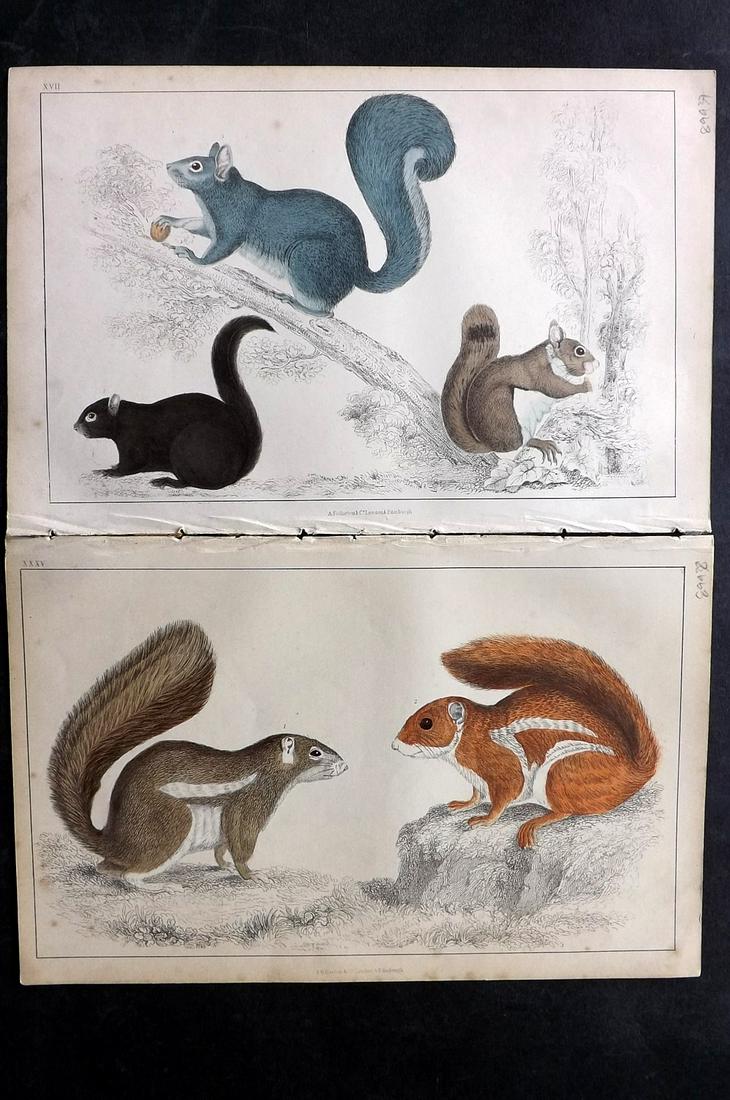Goldsmith, Oliver C1850 Pair of Hand Col Prints. Squirrels: Hand Colored Etching/Engraving Published C1850 by A. Fullarton & Co., London for "A History of the Earth and Animated Nature" by Oliver Goldsmith. Paper Size: 10 x 6 inch (25 x 16cm) Good Condition ov