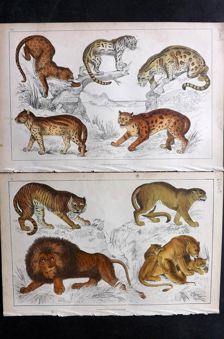Goldsmith, Oliver C1850 Pair of Hand Col Prints. Tiger, Lion, Big Cats (1 of 2)