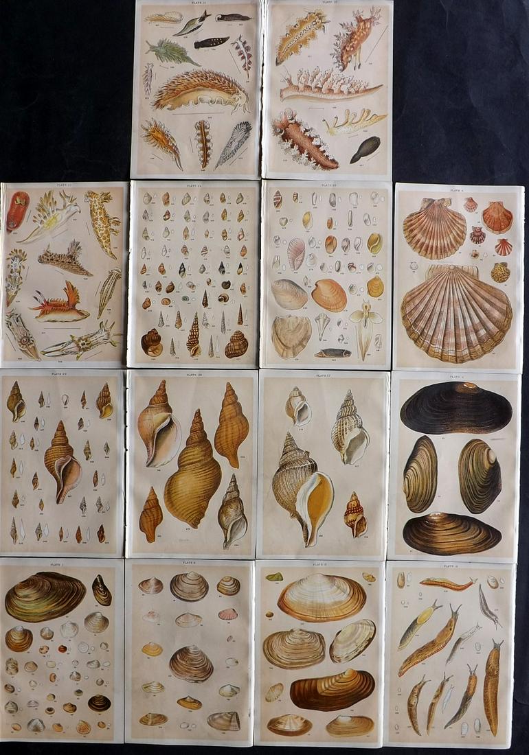 Gordon, W. J. C1900 Lot of 14 Antique Shell & Sea Life Prints (1 of 2)