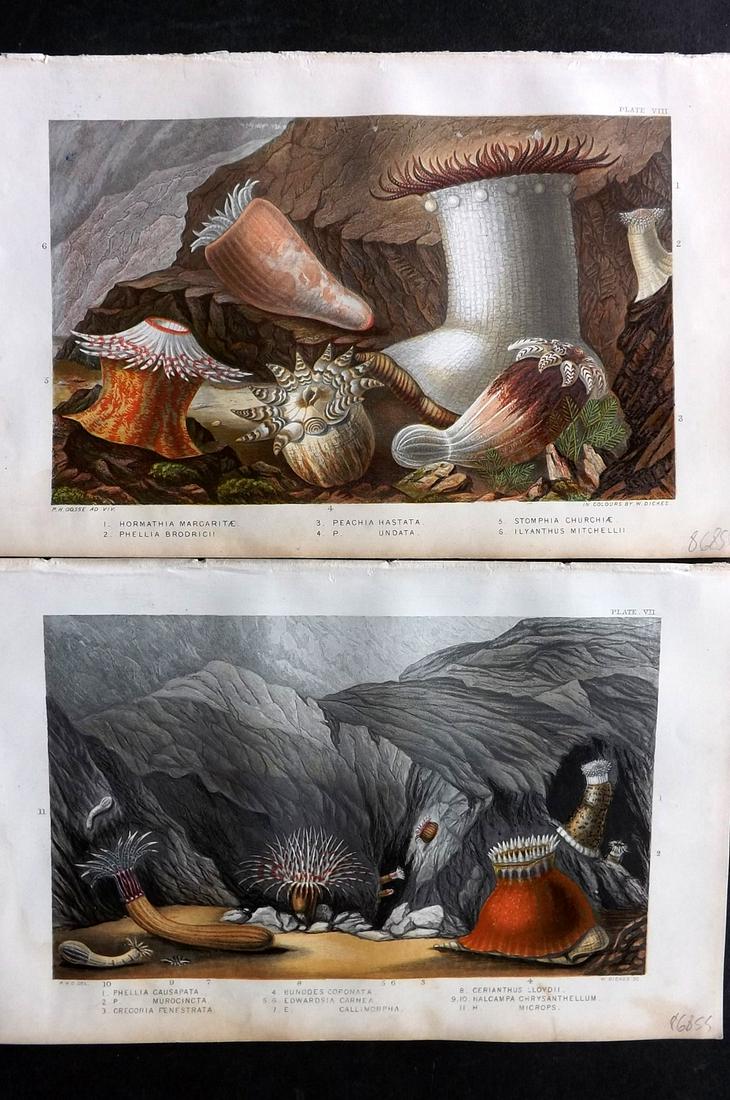 Gosse, Philip 1860 Pair of Antique Sea Anemones Prints (1 of 2)