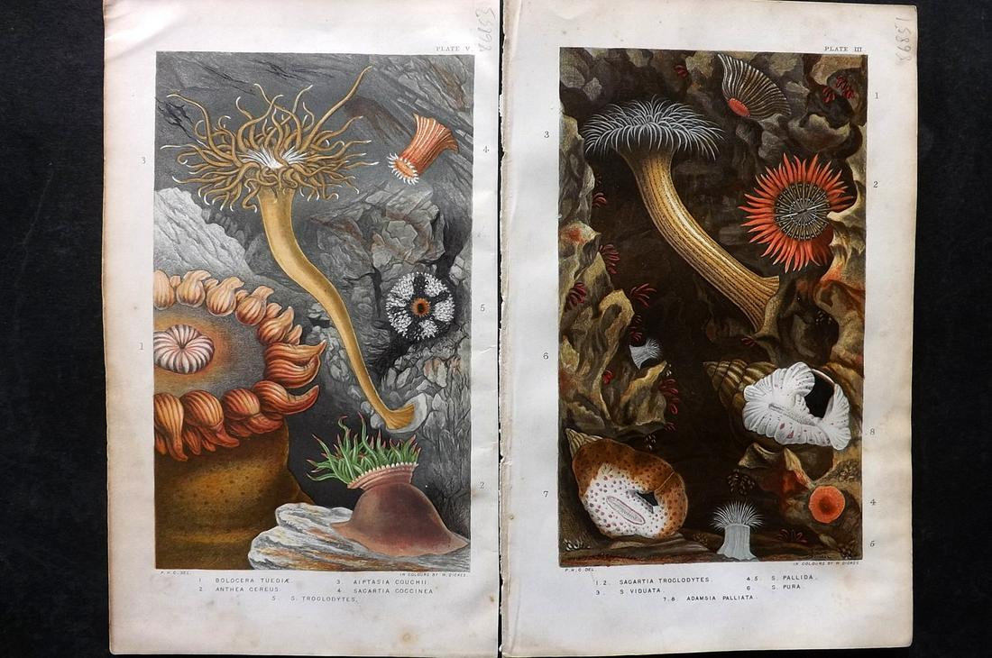 Gosse, Philip 1860 Pair of Antique Sea Anemones Prints (1 of 2)