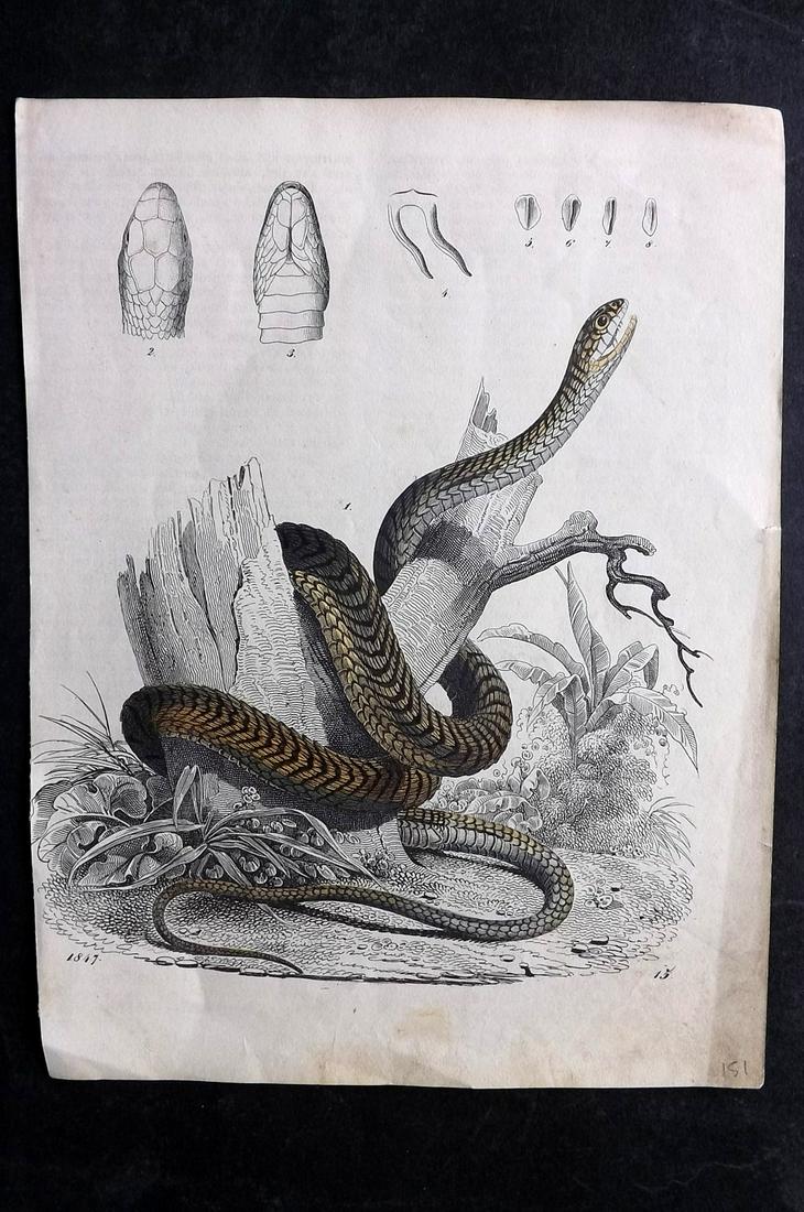 Hoffmann, Carl 1847 Hand Col Print. Snakes 15: Hand Colored Lithograph Published 1842-80, Stuttgart for "Das Buch der Welt" by Carl Hoffmann. Paper Size: 9.5 x 7 inch (25 x 18cm) Approx. Minor margin toning/soiling. A little background offsetting.
