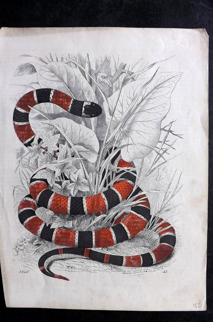 Hoffmann, Carl 1848 Hand Col Print. Snakes 43 (1 of 2)