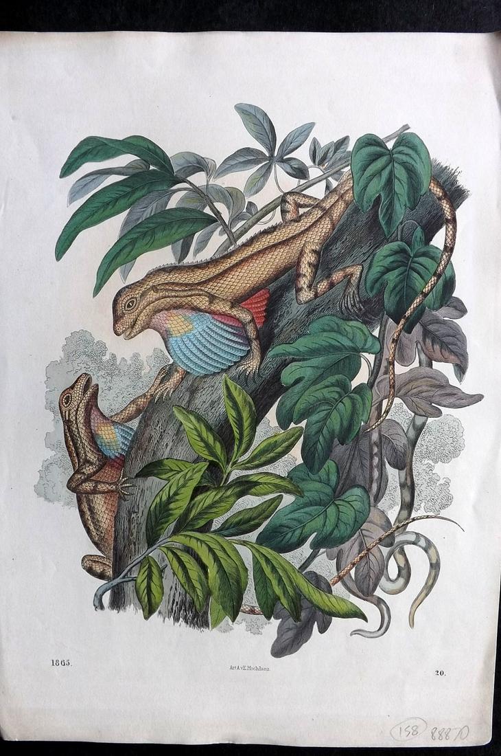 Hoffmann, Carl 1865 Hand Col Print. Lizards 20 (1 of 2)