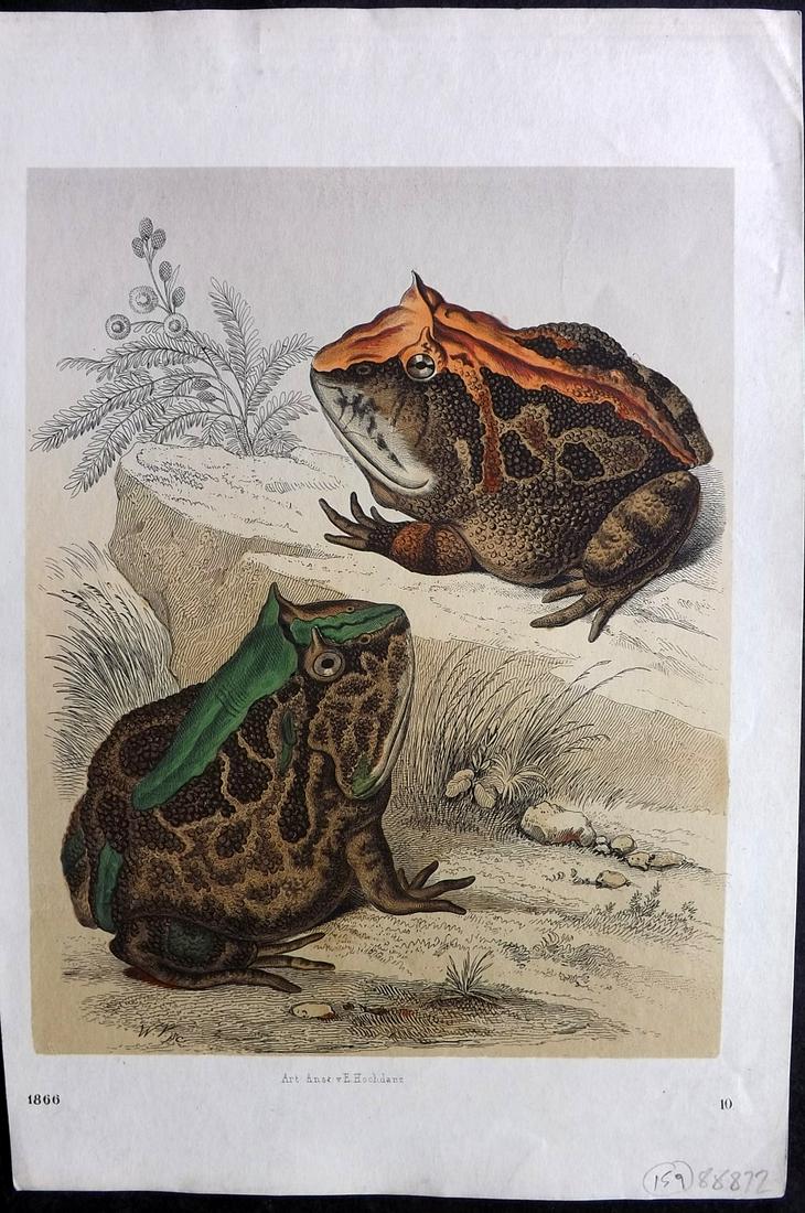 Hoffmann, Carl 1866 Hand Col Print. Frogs Toads 10 (1 of 2)