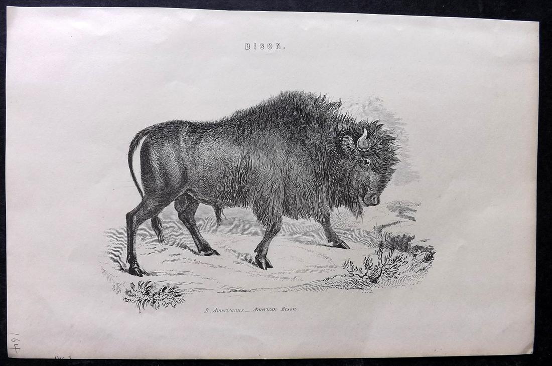 Nat. Encyclo. 1891 Antique Print. American Bison (1 of 2)