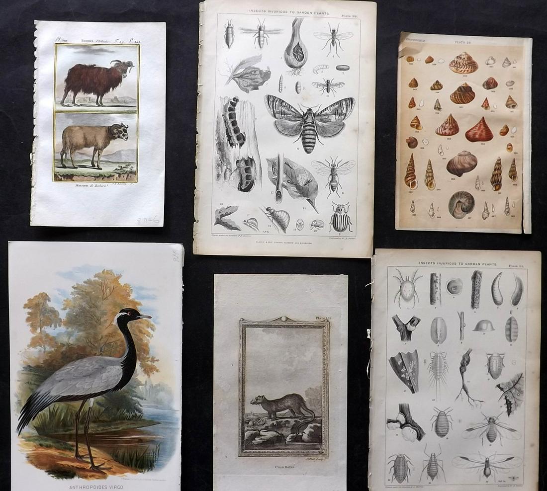 Natural History 19th Cent. Mixed Lot of 6 Prints: Copper Plates, Chomolithograph and Woodblocks. Examples by Buffon, Buffon & Sonnini, Finn, Gordon and Thompson. Paper Size: Up to 10 x 6 inch (25 x 16cm) A few small faults, good overall
