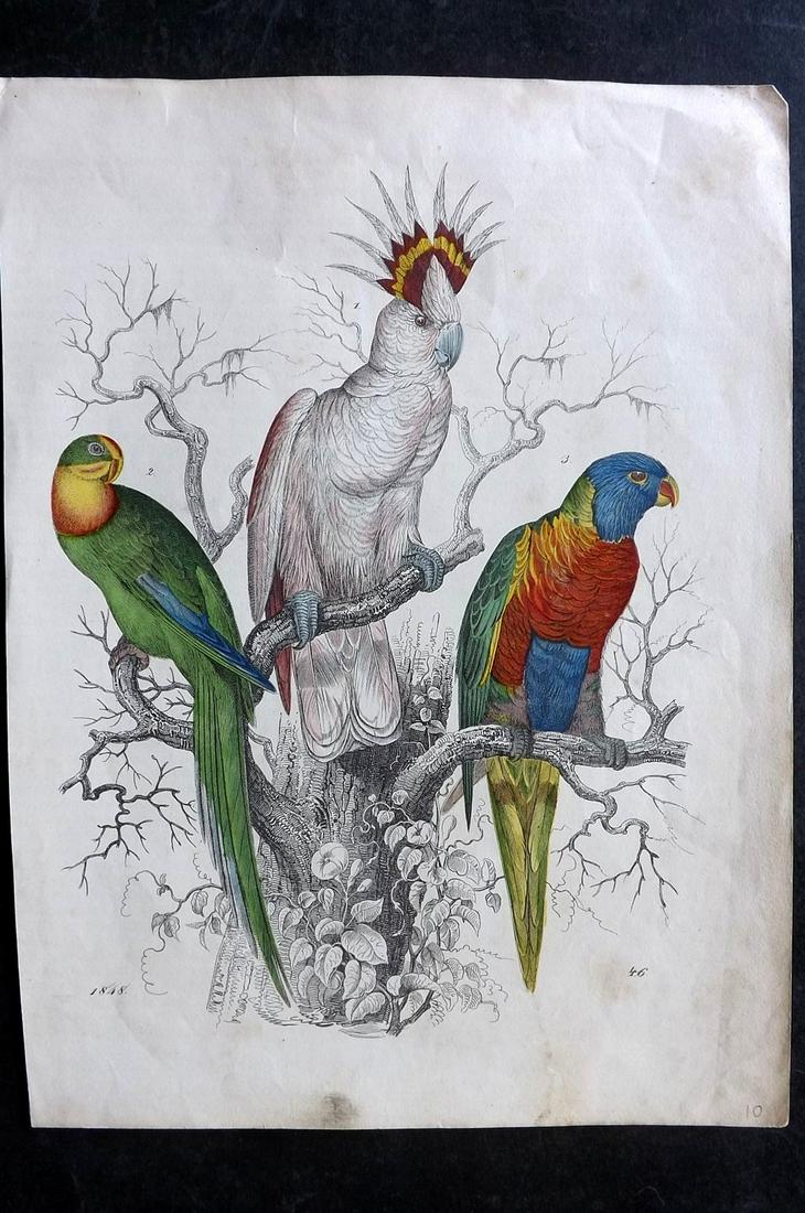 Hoffmann, Carl 1848 Hand Col Bird Print. Parrots & Cockatoo: Hand Colored Lithograph Published 1842-80, Stuttgart for "Das Buch der Welt" by Carl Hoffmann. Paper Size: 9.5 x 7 inch (25 x 18cm) Approx. Minor margin toning, otherwise Good Condition