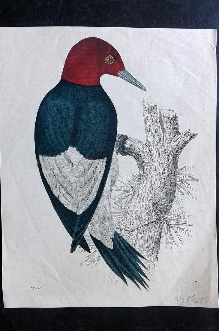Hoffmann, Carl 1850 Hand Col Bird Print. Woodpecker (1 of 2)