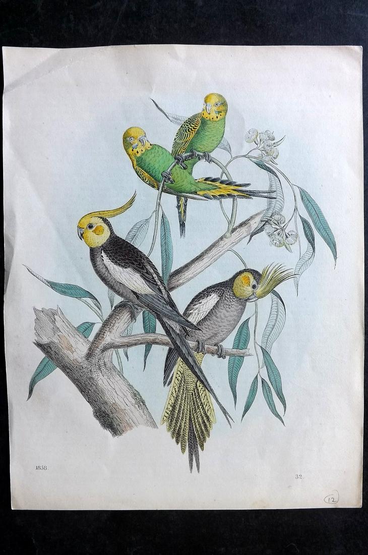 Hoffmann, Carl 1858 Hand Col Bird Print. Cockatoo Budgie: Hand Colored Lithograph Published 1842-80, Stuttgart for "Das Buch der Welt" by Carl Hoffmann. Paper Size: 9.5 x 7 inch (25 x 18cm) Approx. Tiny corner margin wrinkle. Good Condition