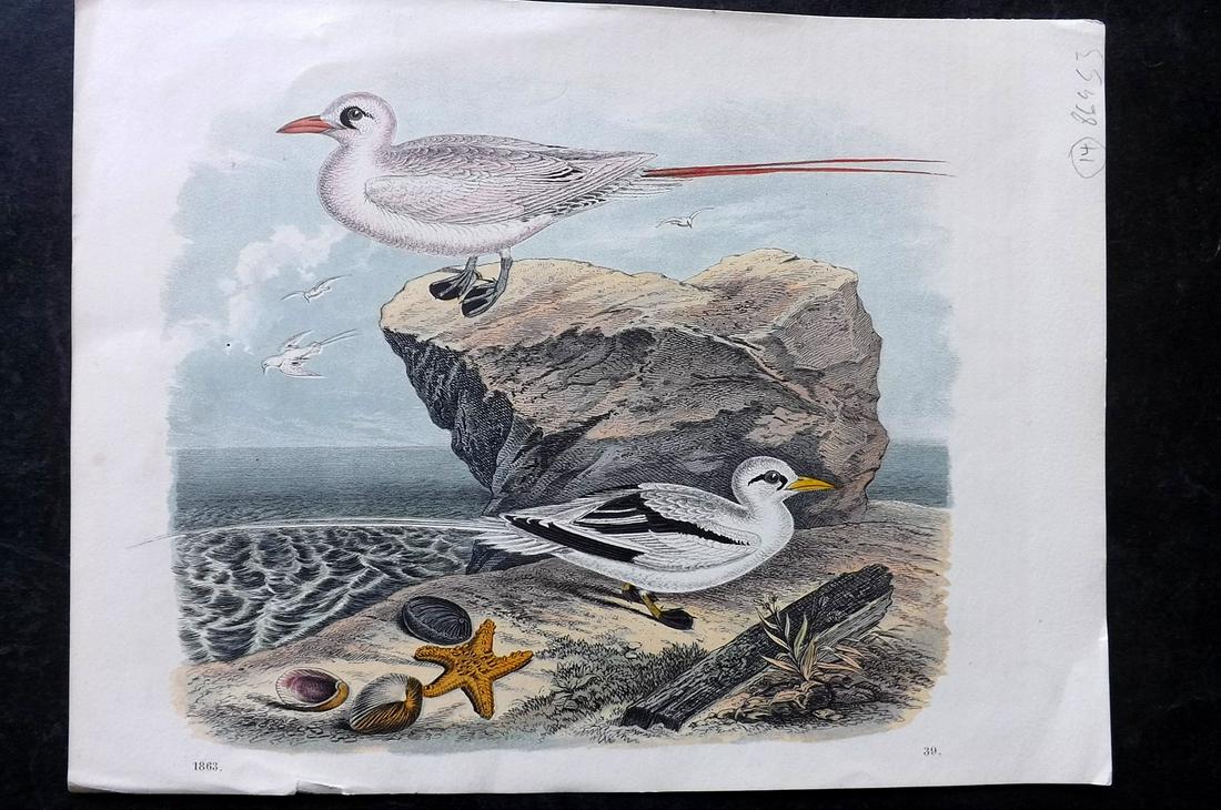 Hoffmann, Carl 1863 Hand Col Bird Print. Natatores, Sea Birds (1 of 2)