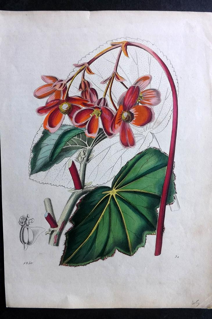 Hoffmann, Carl 1850 Hand Col Botanical Print 24 (1 of 2)