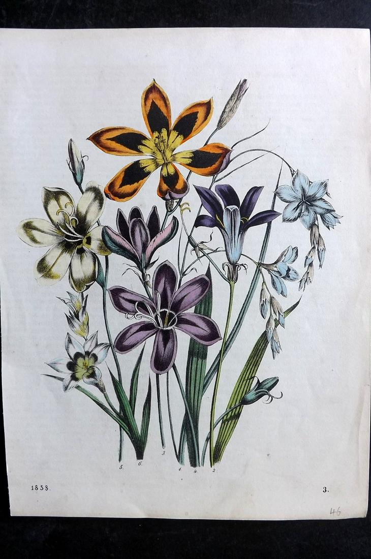 Hoffmann, Carl 1858 Hand Col Botanical Print 03: Hand Colored Lithograph Published 1842-80, Stuttgart for "Das Buch der Welt" by Carl Hoffmann. Paper Size: 9.5 x 7 inch (25 x 18cm) Approx. Very minor background text offsetting. Good Condition