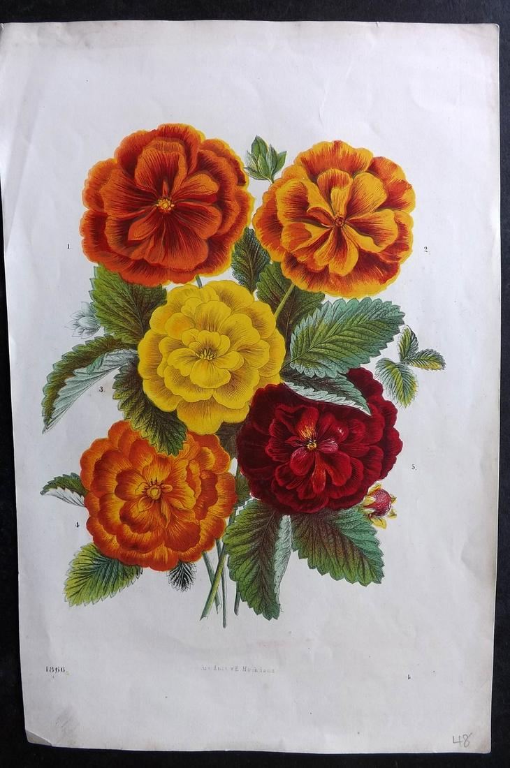 Hoffmann, Carl 1866 Hand Col Botanical Print 01 (1 of 2)