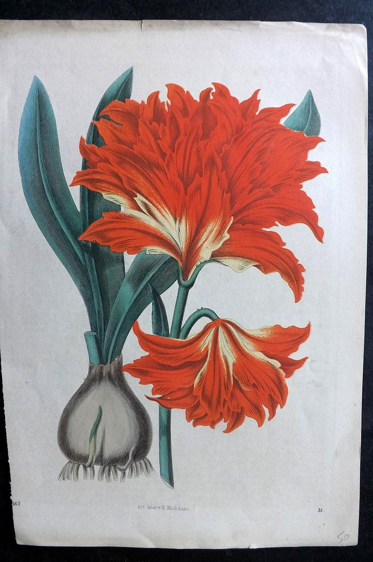 Hoffmann, Carl 1867 Hand Col Botanical Print 31: Hand Colored Lithograph Published 1842-80, Stuttgart for "Das Buch der Welt" by Carl Hoffmann. Paper Size: 9.5 x 7 inch (25 x 18cm) Approx. Left margin trimmed. Very minor background toning, otherwise