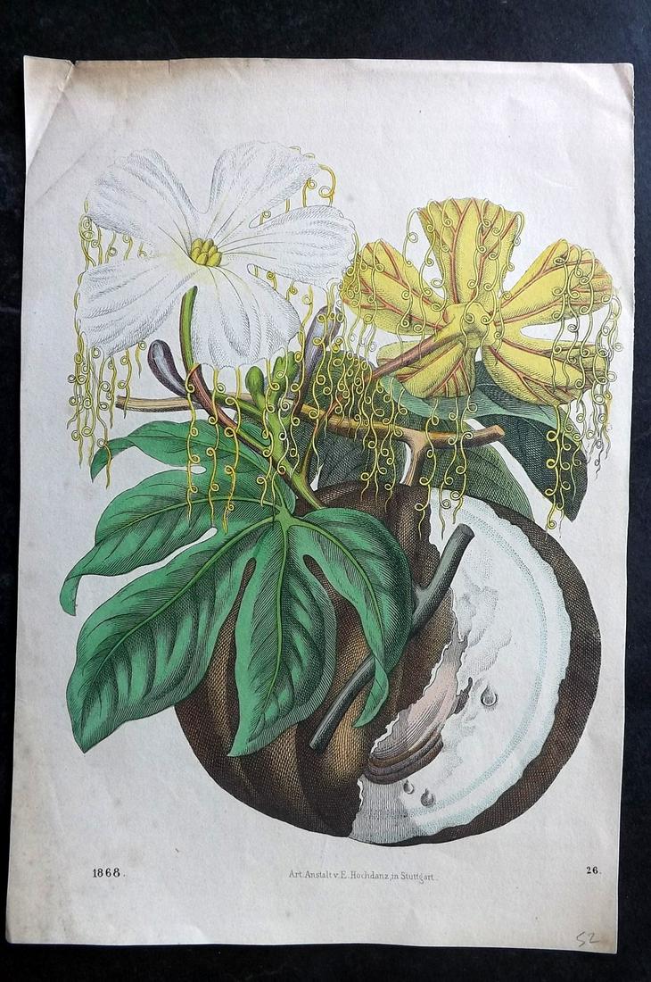 Hoffmann, Carl 1868 Hand Col Botanical Print 26 (1 of 2)