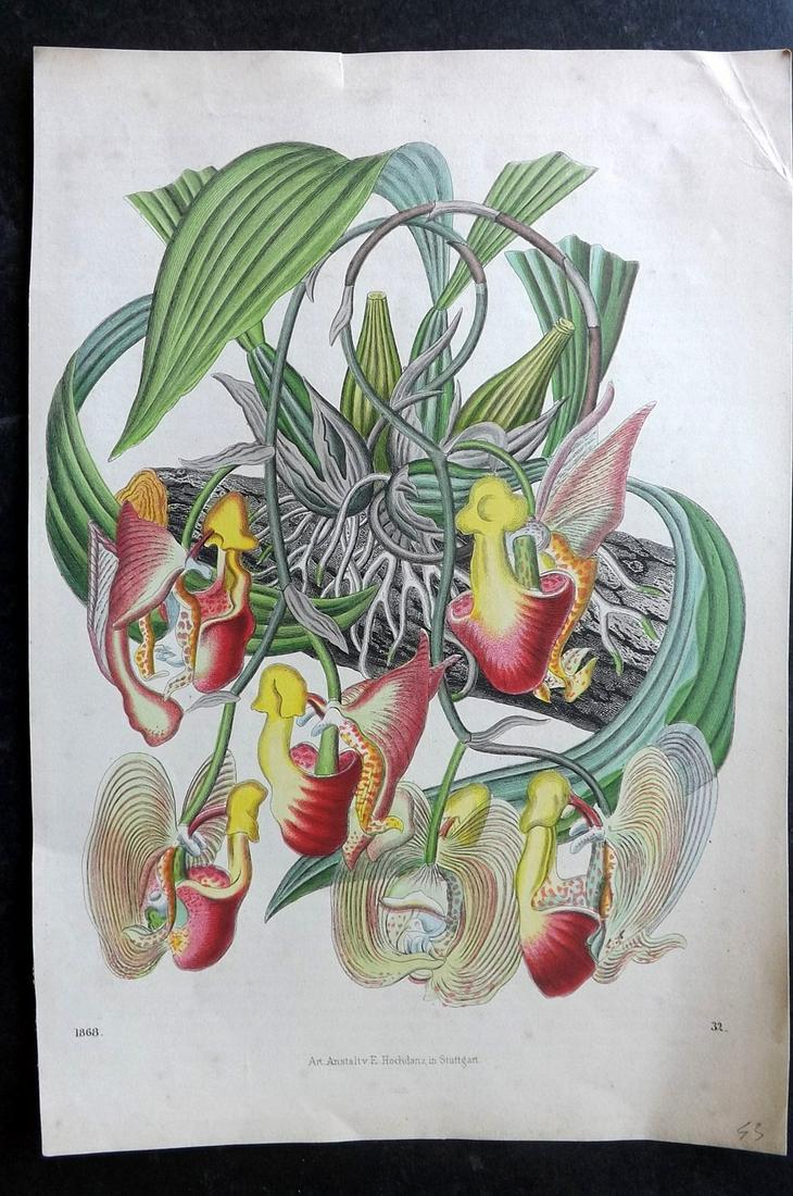 Hoffmann, Carl 1868 Hand Col Botanical Print 32 (1 of 2)