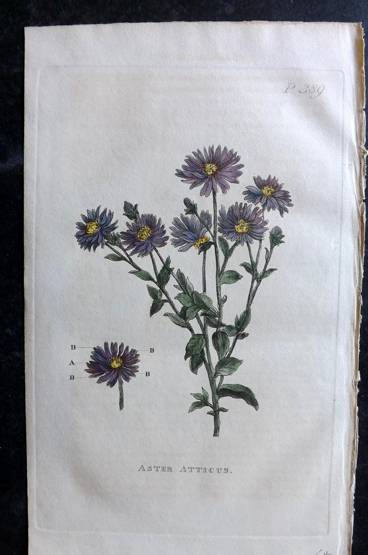 Martyn, John 1819 Hand Col Botanical Print. Aster Atticus (1 of 2)