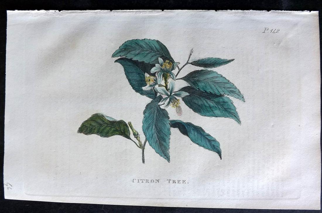 Martyn, John 1819 Hand Col Botanical Print. Citron Tree (1 of 2)