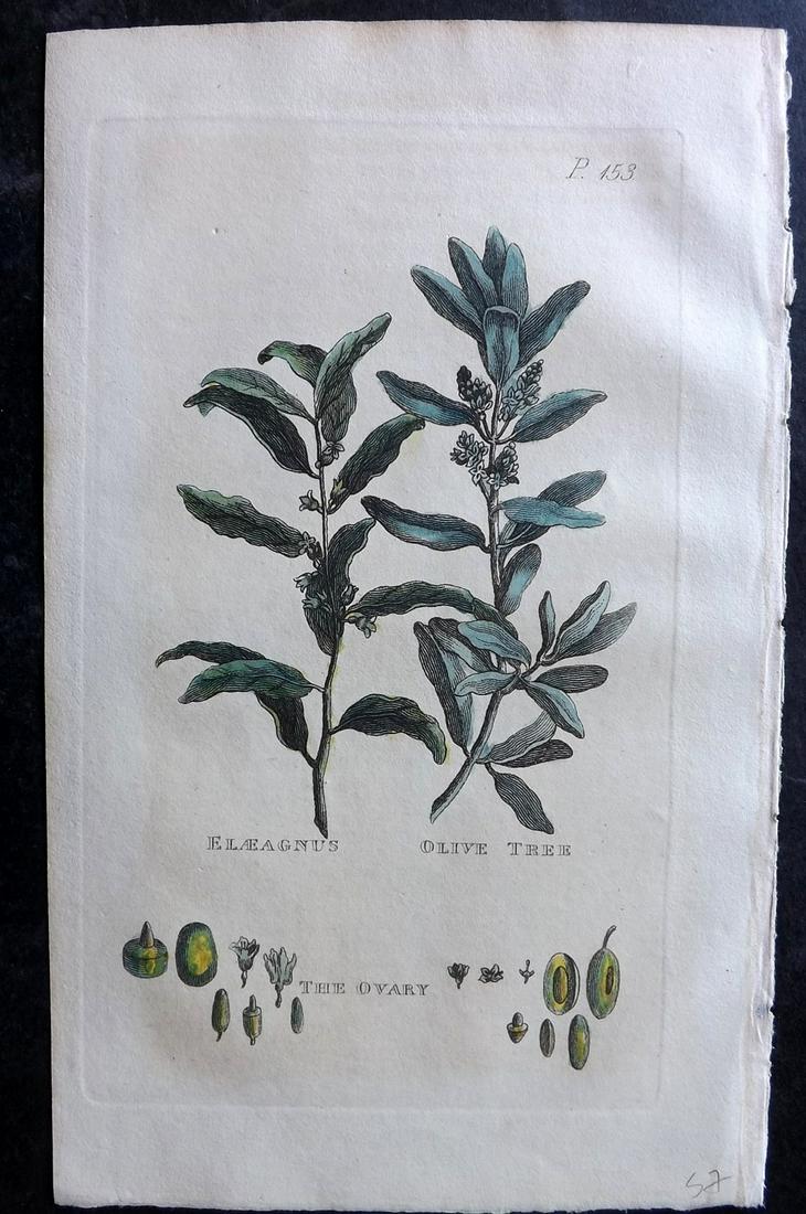 Martyn, John 1819 Hand Col Botanical Print. Elaeagnus, Olive Tree, Ovary (1 of 2)