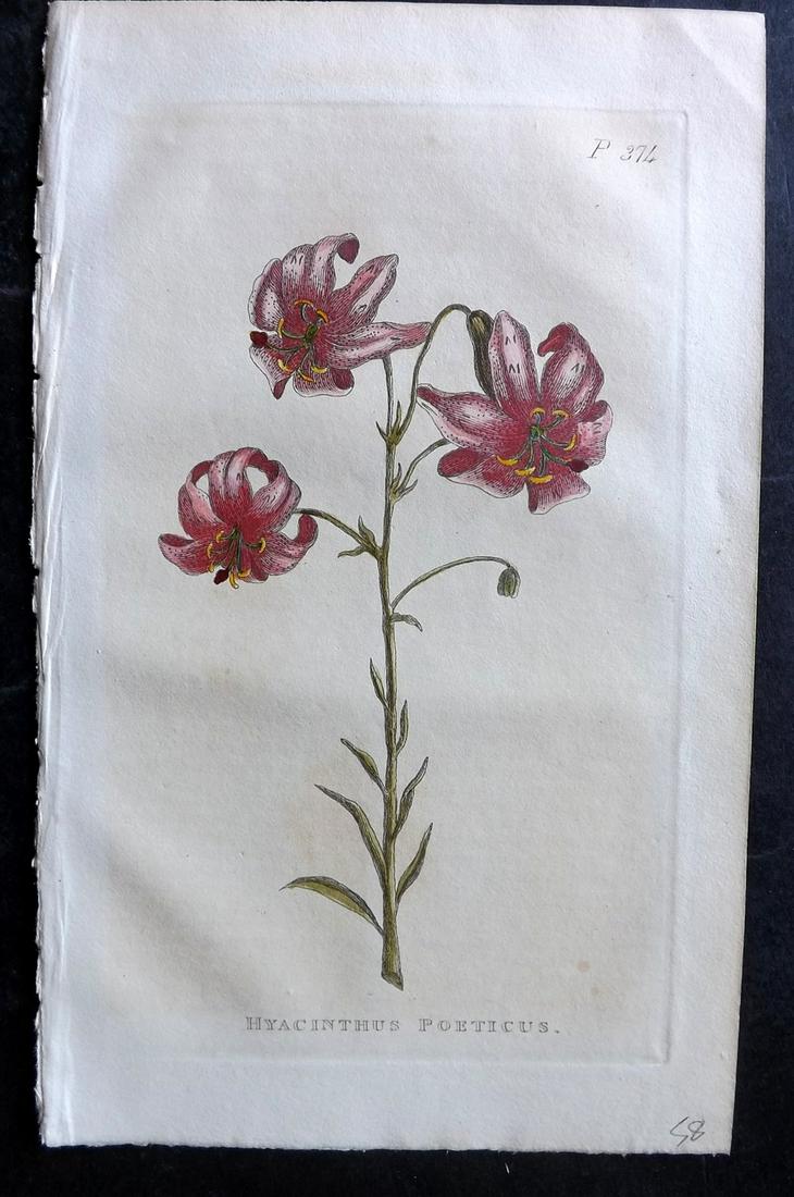 Martyn, John 1819 Hand Col Botanical Print. Hyacinthus Poeticus (1 of 2)