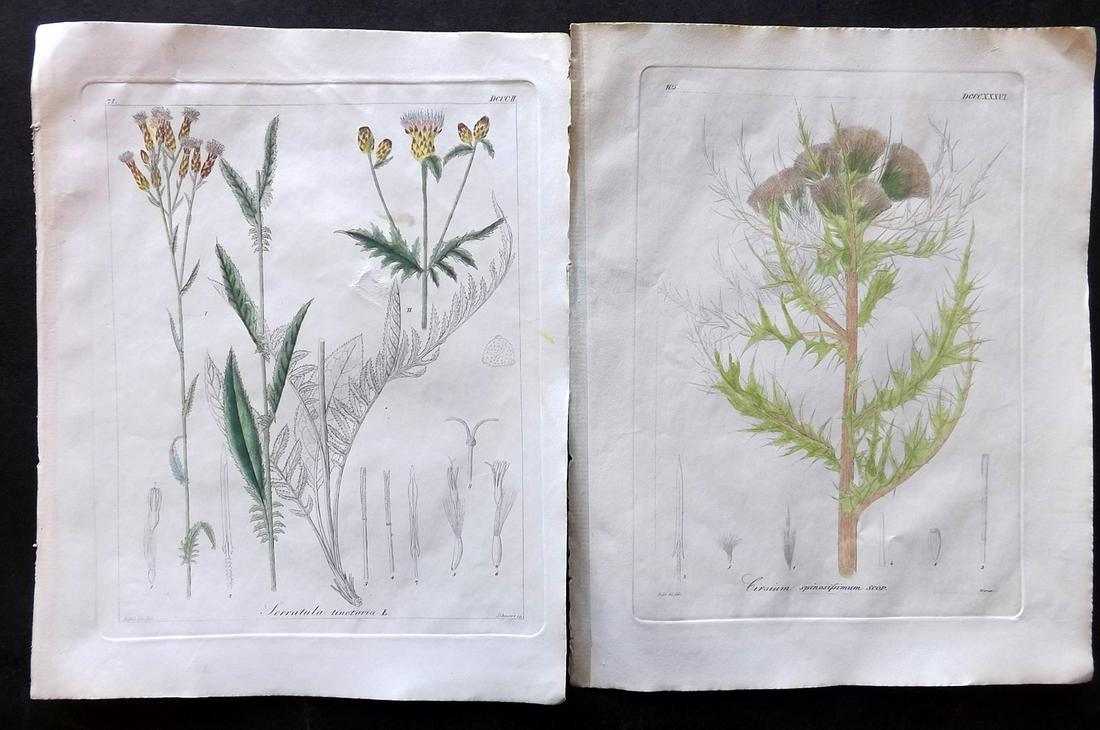 Reichenbach, L & H 1854 Pair of Hand Col Botanical Prints (1 of 2)