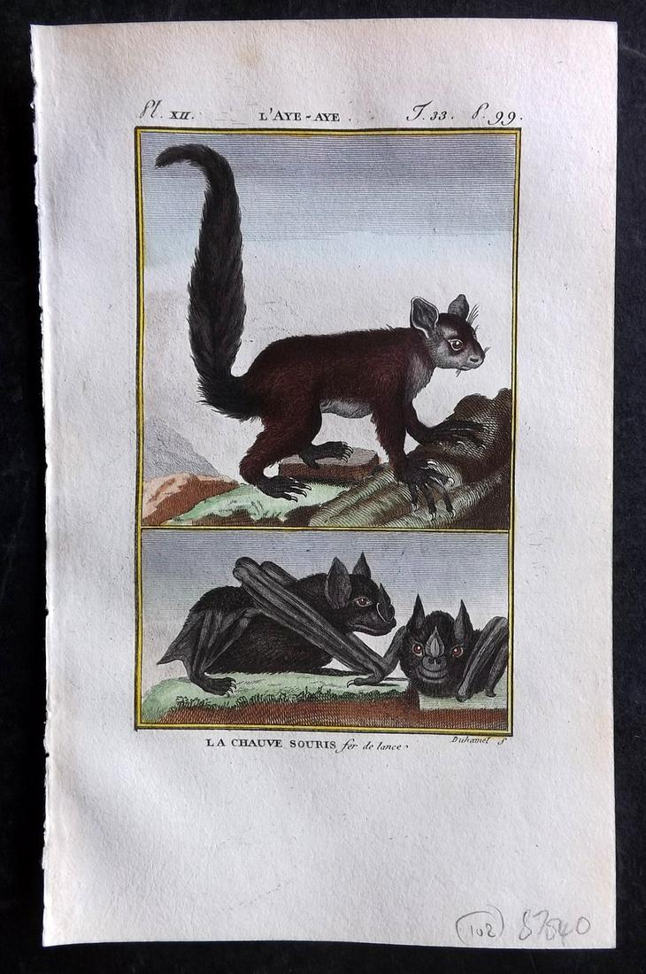 Buffon & Sonnini C1800 Hand Col Print. Bat & Aye-Aye (1 of 2)