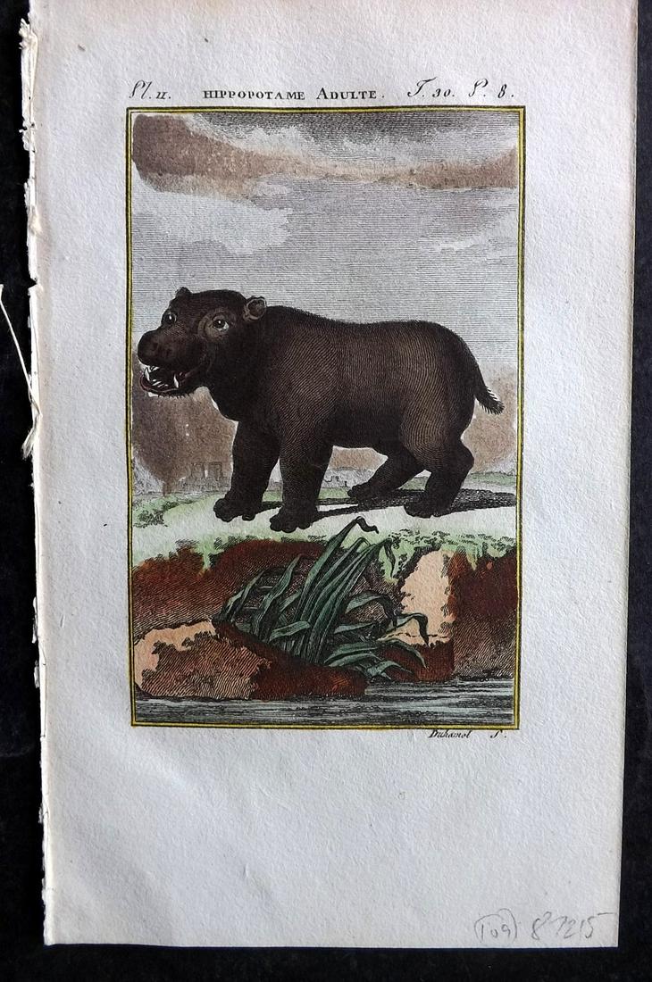 Buffon & Sonnini C1800 Hand Col Print. Hippo - Adult: Hand Colored Copper Plate Published 1799-1808, Paris for "Histoire naturelle générale et particulière" by the Comte de Buffon and Charles Nicolas Sigisbert Sonnini. Paper Size: 7.5 x 5 inch (19 x 1
