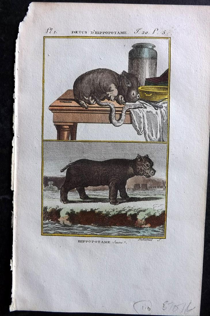Buffon & Sonnini C1800 Hand Col Print. Hippo - Young: Hand Colored Copper Plate Published 1799-1808, Paris for "Histoire naturelle générale et particulière" by the Comte de Buffon and Charles Nicolas Sigisbert Sonnini. Paper Size: 7.5 x 5 inch (19 x 1