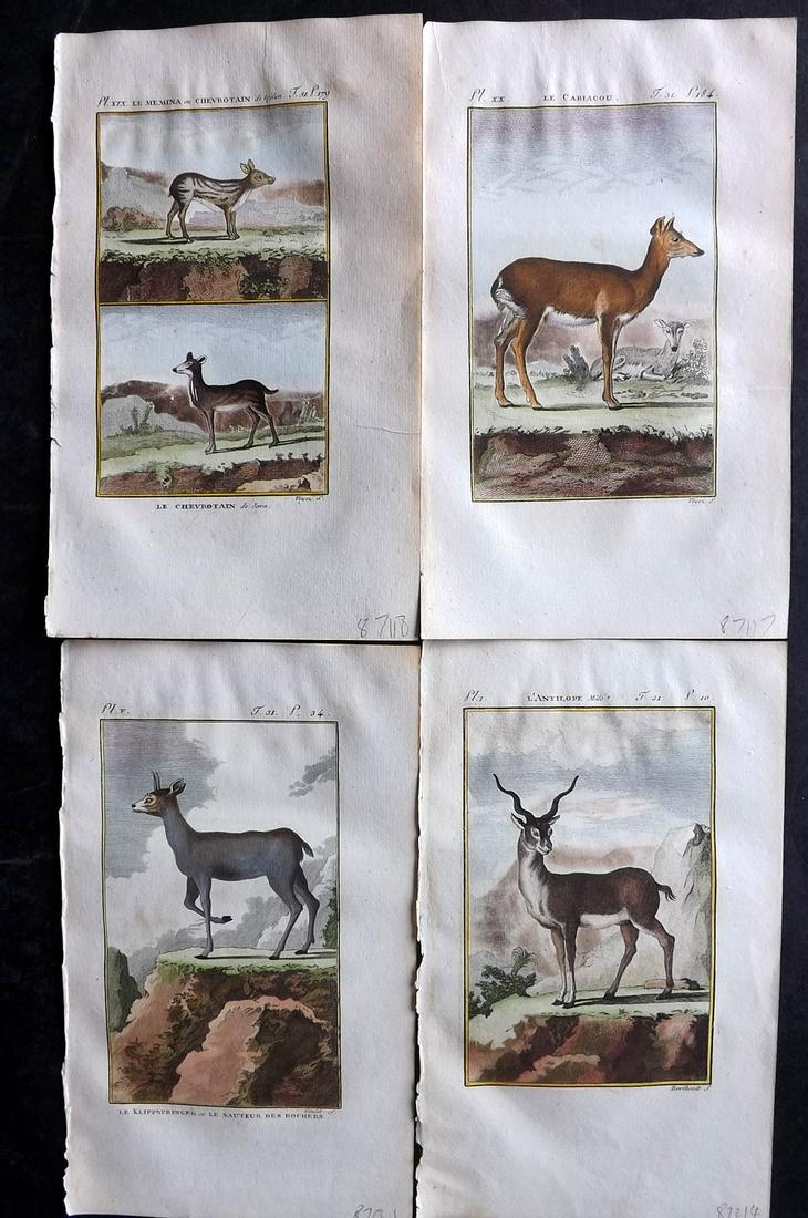 Buffon & Sonnini C1800 Lot of 4 Hand Col Prints. Antelope, Deer (1 of 2)