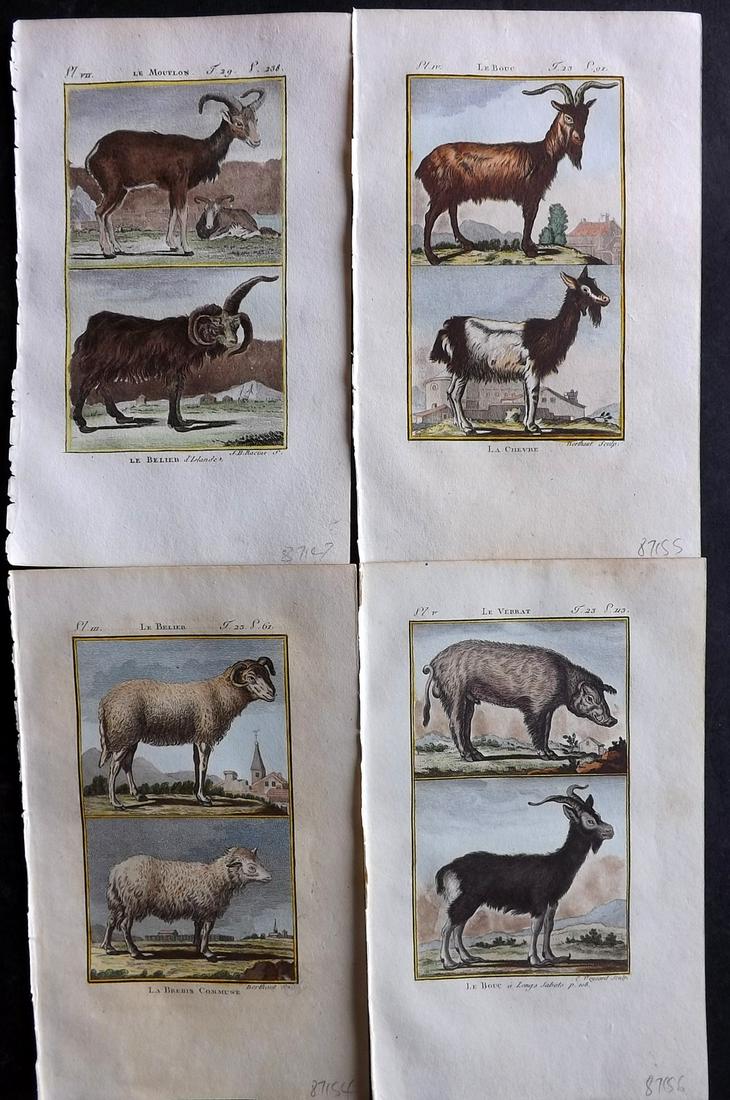Buffon & Sonnini C1800 Lot of 4 Hand Col Prints. Goats/Sheep: Hand Colored Copper Plate Published 1799-1808, Paris for "Histoire naturelle générale et particulière" by the Comte de Buffon and Charles Nicolas Sigisbert Sonnini. Paper Size: 7.5 x 5 inch (19 x 1