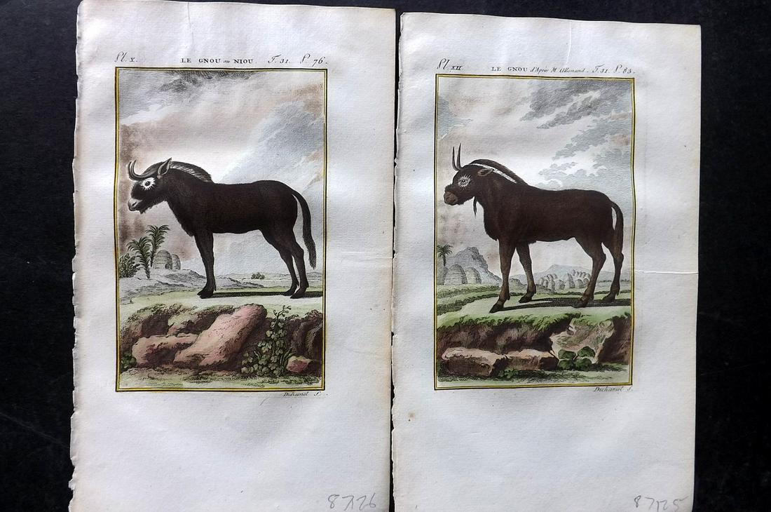 Buffon & Sonnini C1800 Pair of Hand Col Prints. Gnu: Hand Colored Copper Plate Published 1799-1808, Paris for "Histoire naturelle générale et particulière" by the Comte de Buffon and Charles Nicolas Sigisbert Sonnini. Paper Size: 7.5 x 5 inch (19 x 1