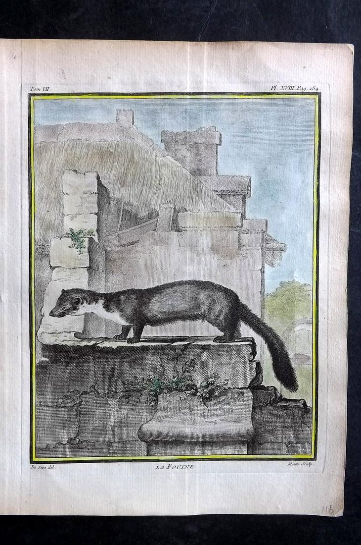 Buffon, Comte de C1760 Hand Col Print. Beech Marten. 1st Ed.: Hand Colored Copper Plate Published 1749-89 by Imprimerie Royale, Paris for "Histoire naturelle, générale et particulière" First and 4to Edition by Georges-Louis Leclerc, Comte de Buffon. Paper Siz