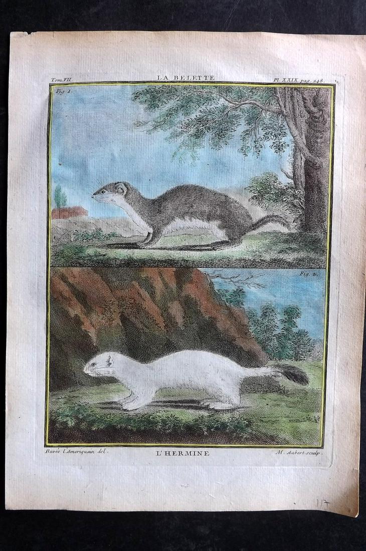 Buffon, Comte de C1760 Hand Col Print. Ermine. 1st Ed.: Hand Colored Copper Plate Published 1749-89 by Imprimerie Royale, Paris for "Histoire naturelle, générale et particulière" First and 4to Edition by Georges-Louis Leclerc, Comte de Buffon. Paper Siz