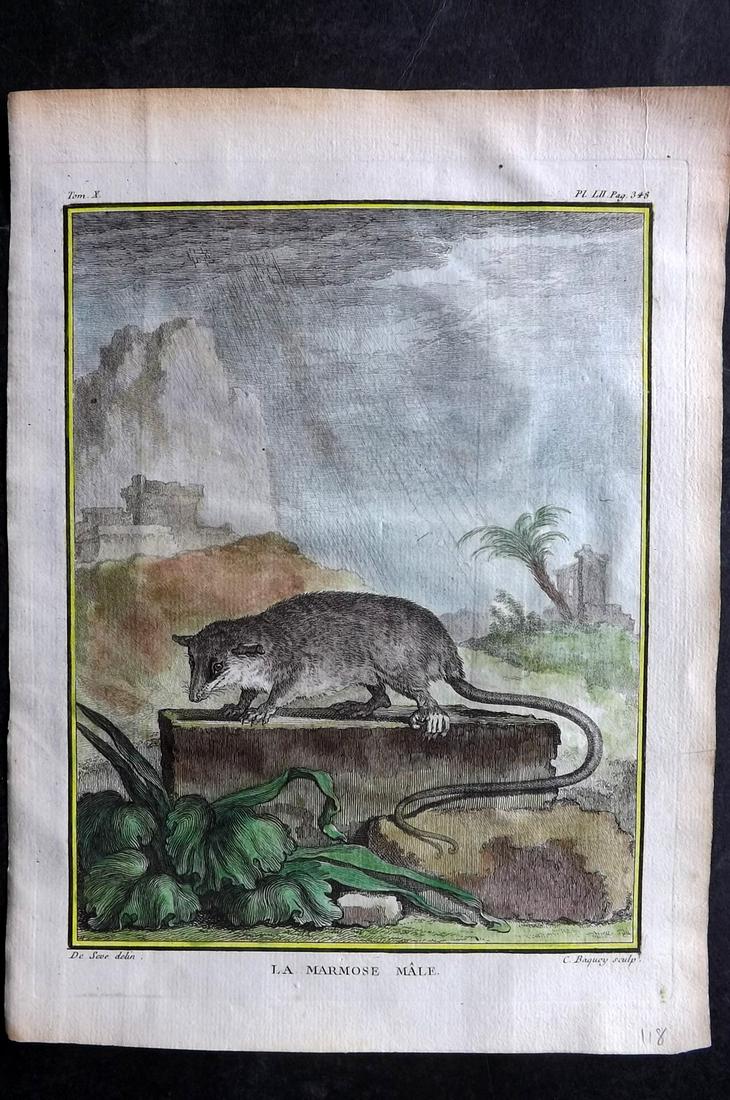 Buffon, Comte de C1760 Hand Col Print. Marmoset. 1st Ed.: Hand Colored Copper Plate Published 1749-89 by Imprimerie Royale, Paris for "Histoire naturelle, générale et particulière" First and 4to Edition by Georges-Louis Leclerc, Comte de Buffon. Paper Siz